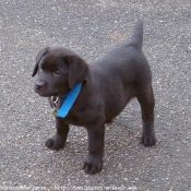 Photo de Labrador retriever