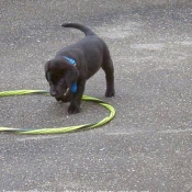 Photo de Labrador retriever