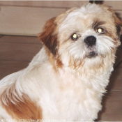 Photo de Shih tzu