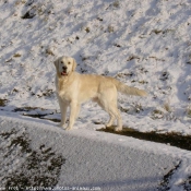 Photo de Golden retriever