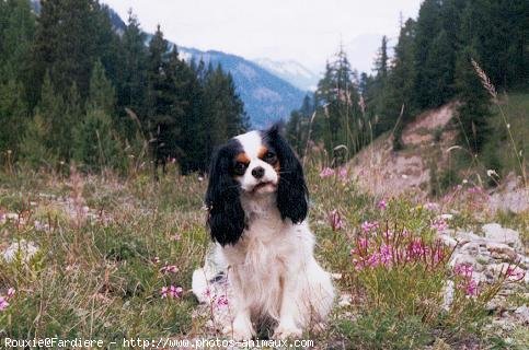 Photo de Cavalier king charles spaniel