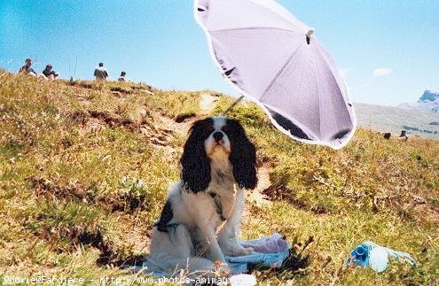 Photo de Cavalier king charles spaniel