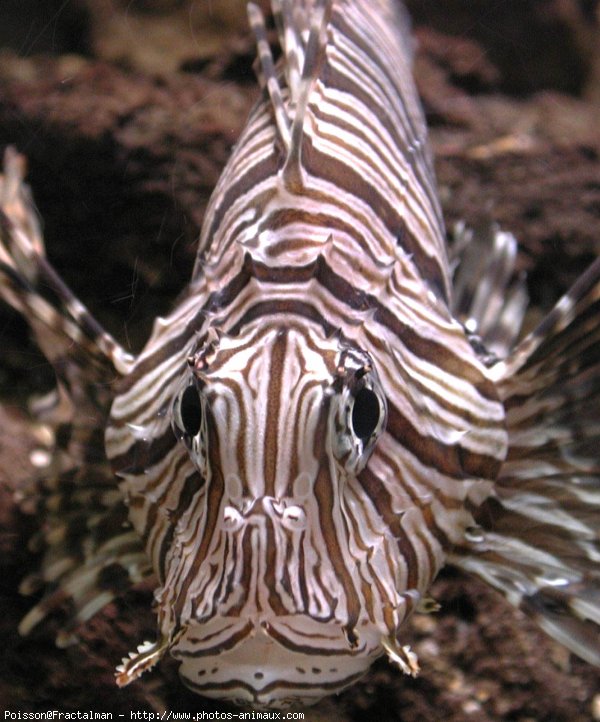 Photo de Poissons rouges