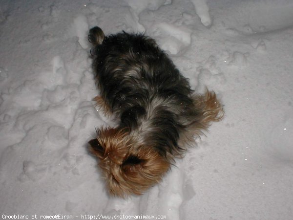 Photo de Yorkshire terrier