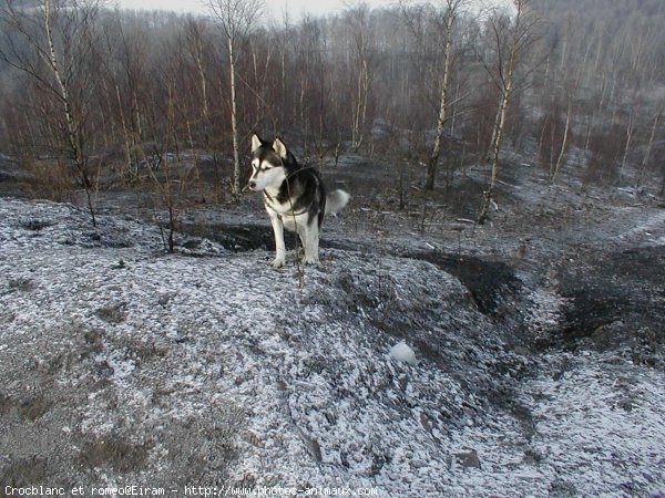 Photo de Husky siberien