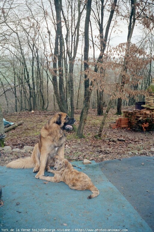 Photo de Leonberg