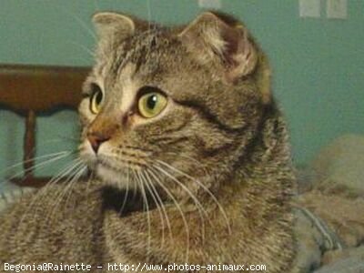 Photo de Scottish fold