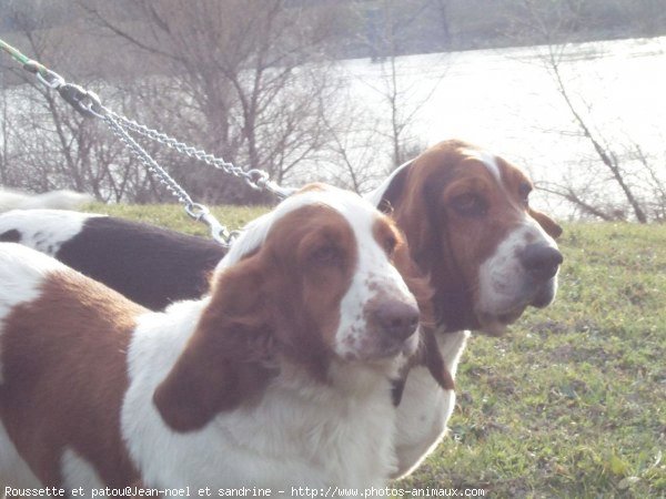 Photo de Basset hound