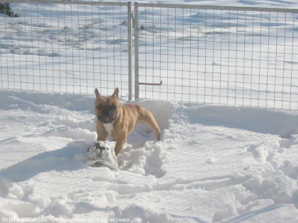 Photo de Bouledogue franais