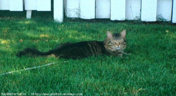 Photo de Chat domestique