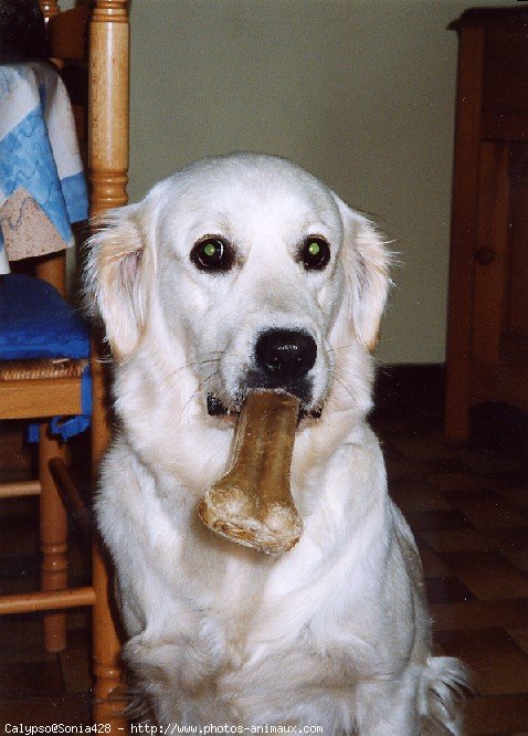 Photo de Golden retriever