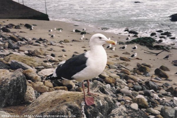 Photo de Mouette