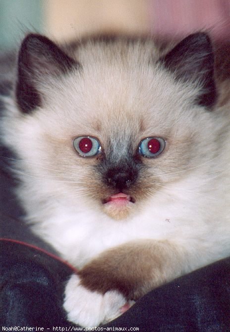 Photo de Ragdoll