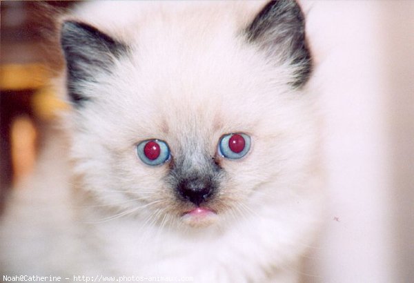 Photo de Ragdoll