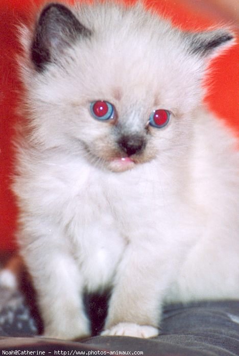 Photo de Ragdoll