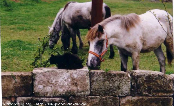 Photo de Camargue