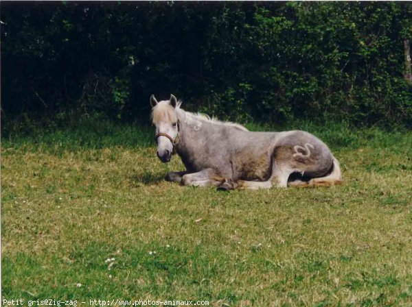 Photo de Camargue