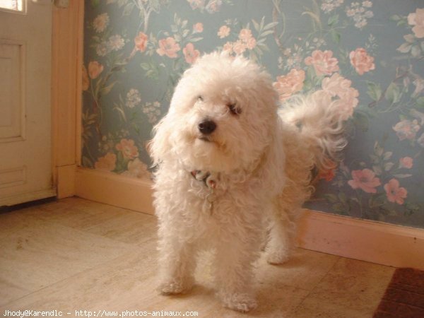 Photo de Bichon  poil fris