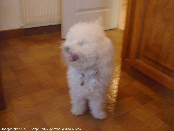 Photo de Bichon  poil fris