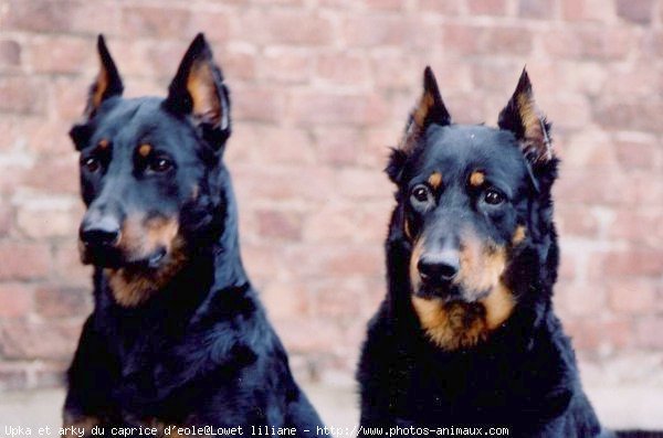 Photo de Berger de beauce