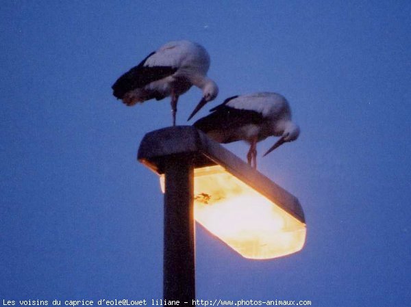 Photo de Cigogne