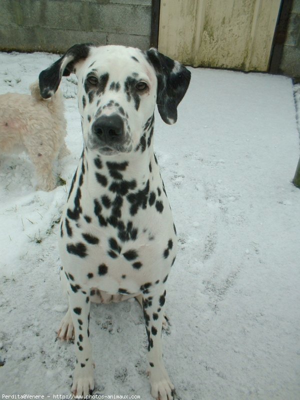 Photo de Dalmatien