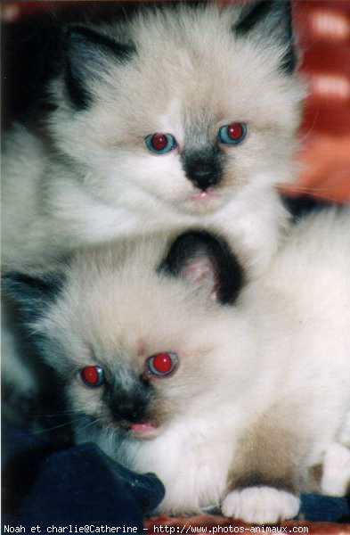 Photo de Ragdoll