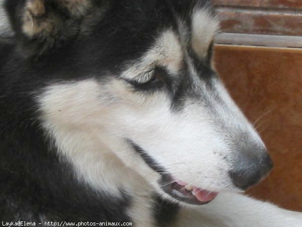 Photo de Husky siberien