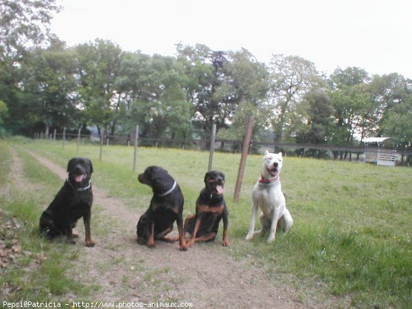 Photo de Rottweiler