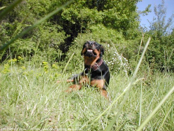 Photo de Rottweiler