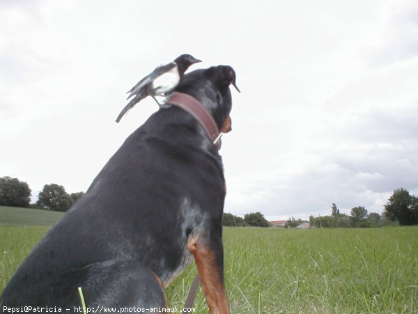 Photo de Rottweiler