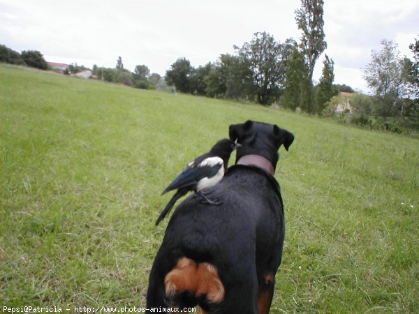 Photo de Rottweiler