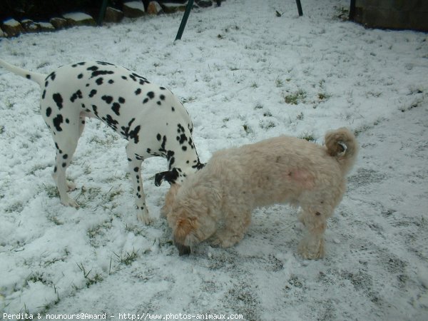 Photo de Races diffrentes