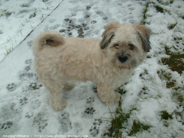 Photo de Lhassa apso