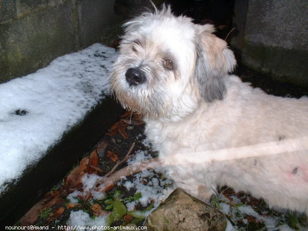 Photo de Lhassa apso