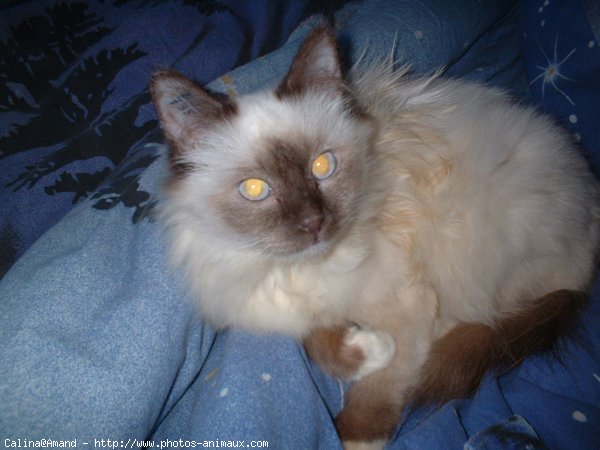 Photo de Sacr de birmanie