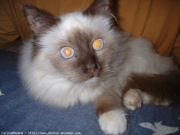 Photo de Sacr de birmanie