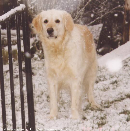 Photo de Golden retriever