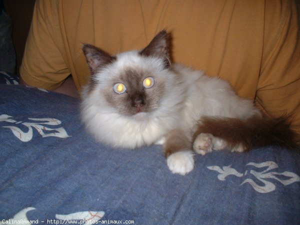 Photo de Sacr de birmanie