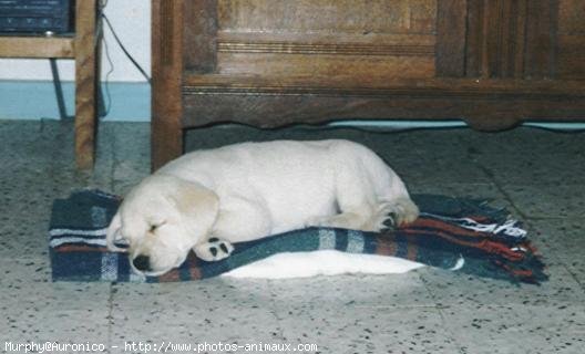 Photo de Labrador retriever