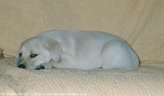 Photo de Labrador retriever