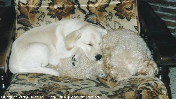 Photo de Labrador retriever