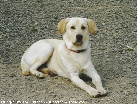 Photo de Labrador retriever