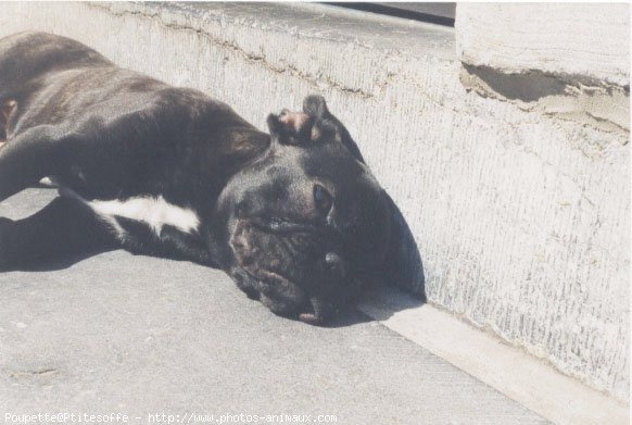 Photo de Bouledogue franais