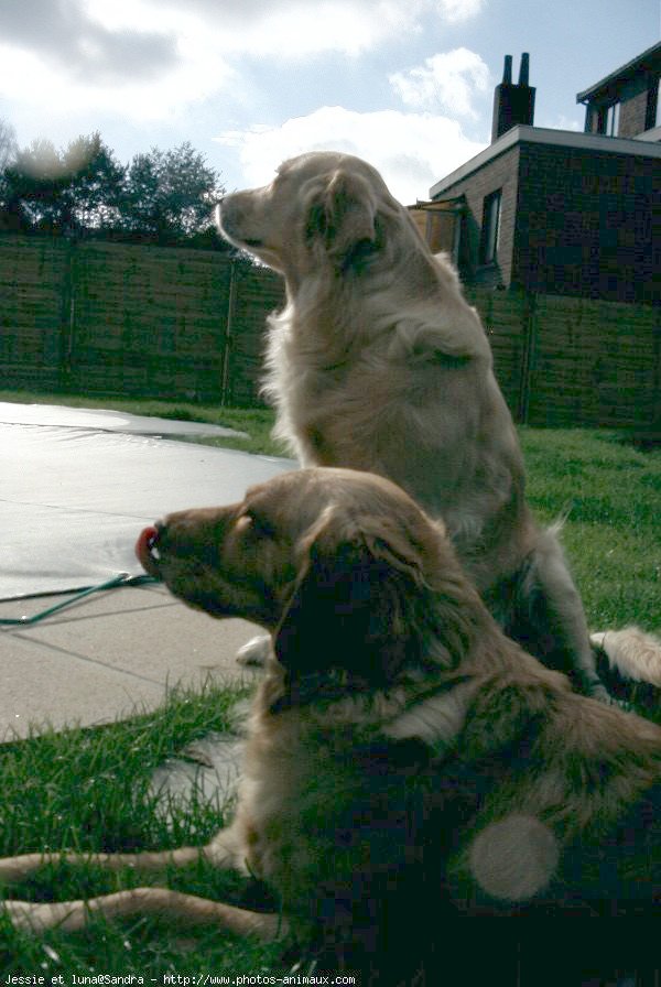 Photo de Golden retriever