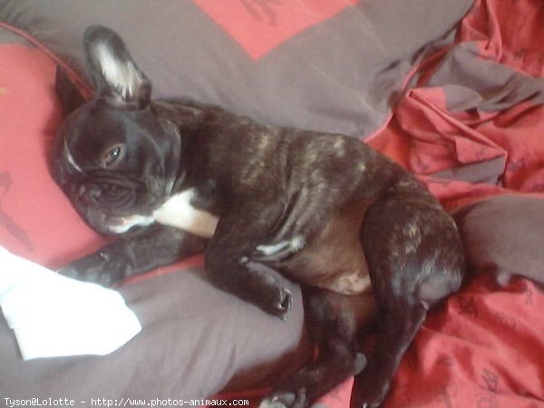 Photo de Bouledogue franais