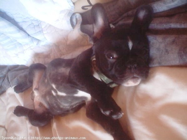 Photo de Bouledogue franais