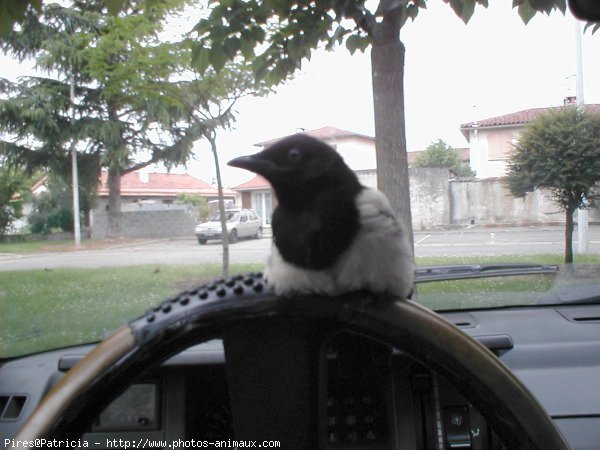 Photo de Races diffrentes