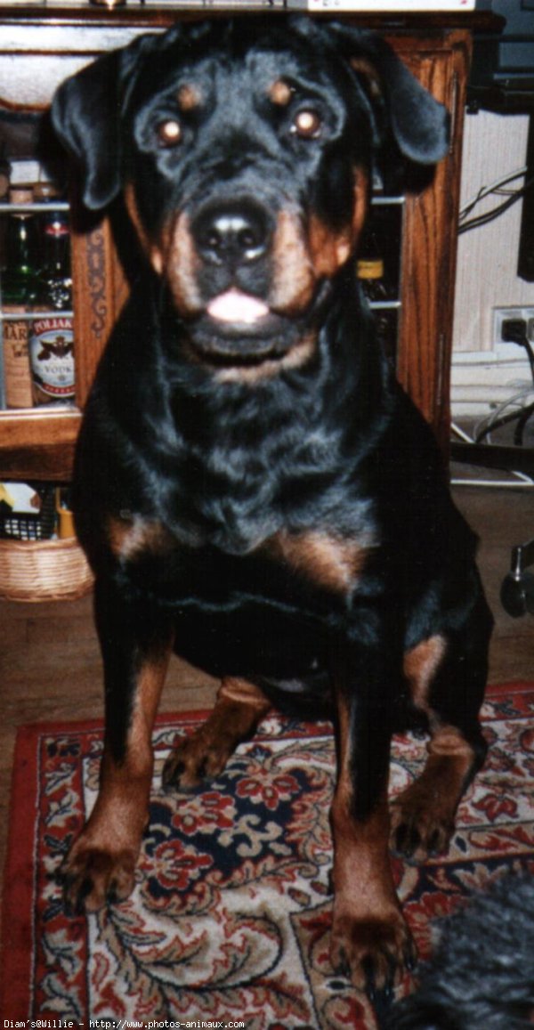 Photo de Rottweiler