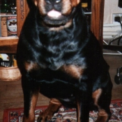 Photo de Rottweiler